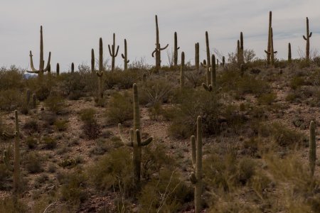 Een heuvel vol Saguaro cacti